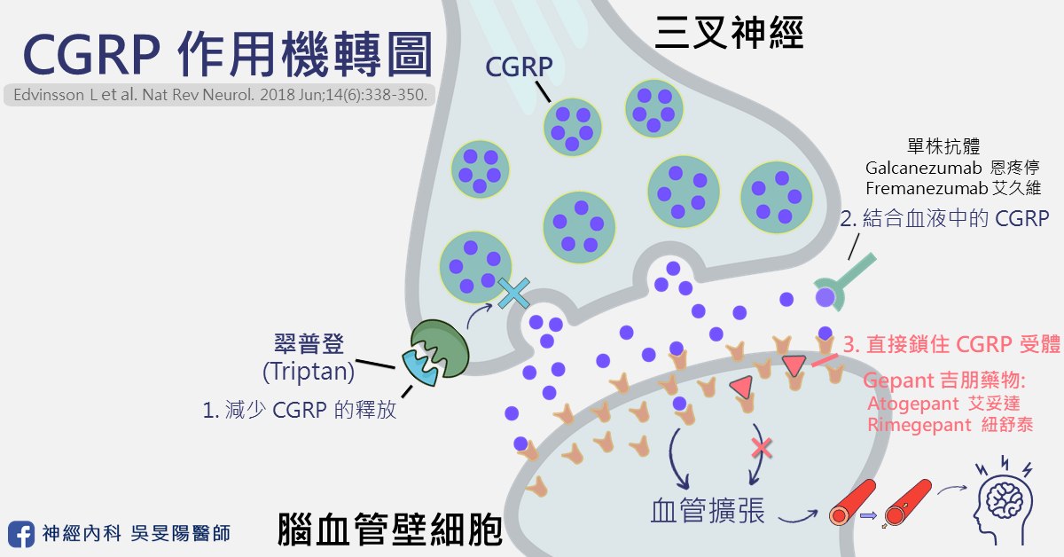 CGRP 作用機轉圖：三叉神經末梢釋放 CGRP，翠普登減少 CGRP 釋放，單株抗體結合血液中的 CGRP，Gepant 口服藥直接鎖住 CGRP 受體，阻斷腦血管擴張